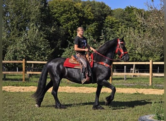 Fries paard, Merrie, 13 Jaar, 164 cm, Zwart