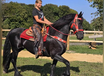 Fries paard, Merrie, 13 Jaar, 164 cm, Zwart