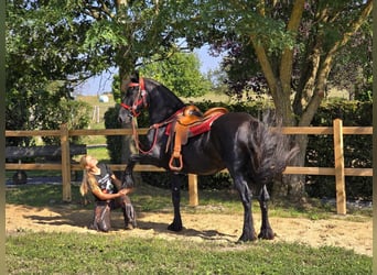 Fries paard, Merrie, 13 Jaar, 164 cm, Zwart