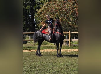 Fries paard, Merrie, 13 Jaar, 164 cm, Zwart