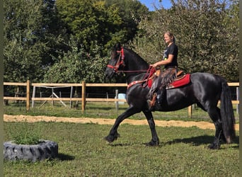 Fries paard, Merrie, 13 Jaar, 164 cm, Zwart