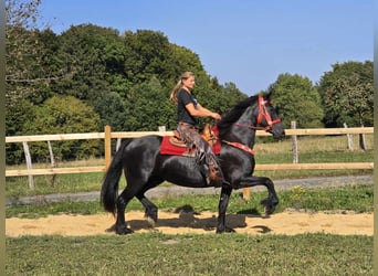 Fries paard, Merrie, 13 Jaar, 164 cm, Zwart