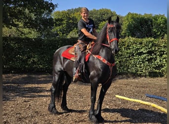 Fries paard, Merrie, 13 Jaar, 164 cm, Zwart