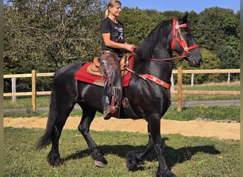 Fries paard, Merrie, 13 Jaar, 164 cm, Zwart