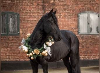 Fries paard, Merrie, 13 Jaar, 165 cm, Zwart