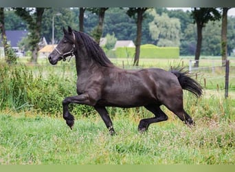 Fries paard, Merrie, 13 Jaar, 165 cm, Zwart