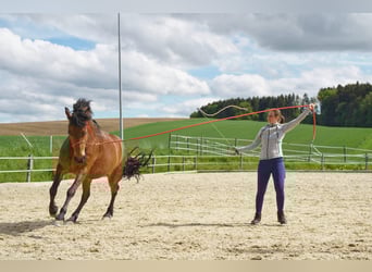 Fries paard Mix, Merrie, 14 Jaar, 156 cm, Bruin