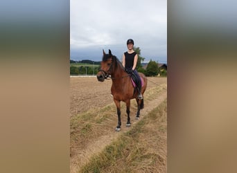 Fries paard Mix, Merrie, 14 Jaar, 156 cm, Bruin