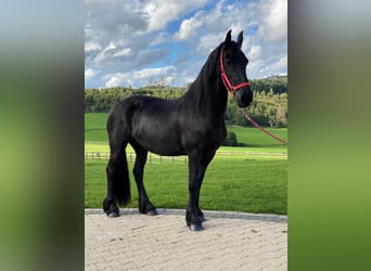 Fries paard, Merrie, 14 Jaar, 160 cm, Zwart