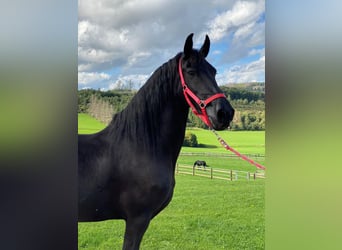 Fries paard, Merrie, 14 Jaar, 160 cm, Zwart