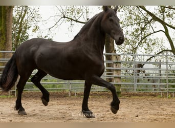 Fries paard, Merrie, 14 Jaar, 161 cm, Zwart
