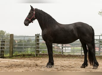 Fries paard, Merrie, 14 Jaar, 161 cm, Zwart