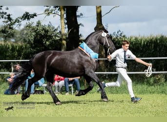 Fries paard, Merrie, 14 Jaar, 163 cm, Zwart