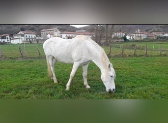 Fries paard Mix, Merrie, 14 Jaar, 165 cm, Schimmel
