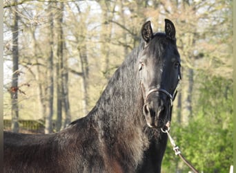 Fries paard, Merrie, 14 Jaar, 165 cm, Zwart