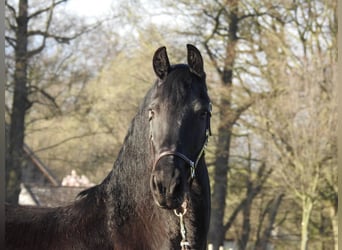 Fries paard, Merrie, 14 Jaar, 165 cm, Zwart