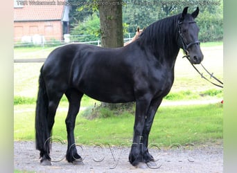 Fries paard, Merrie, 15 Jaar, 159 cm, Zwart