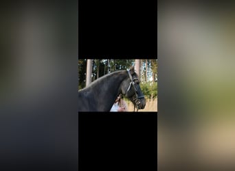 Fries paard, Merrie, 15 Jaar, 160 cm, Zwart