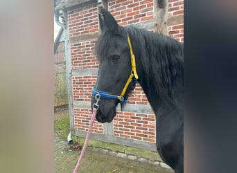 Fries paard, Merrie, 15 Jaar, 162 cm, Zwart