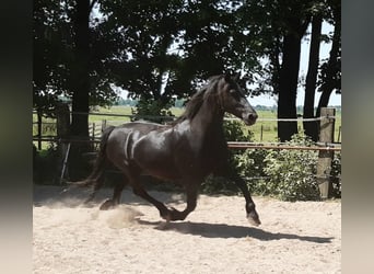 Fries paard, Merrie, 15 Jaar, 162 cm, Zwart