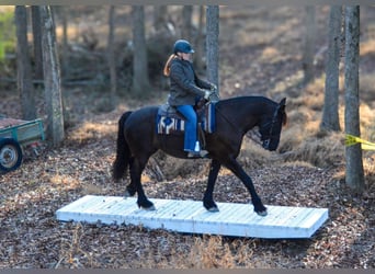 Fries paard, Merrie, 15 Jaar, 163 cm