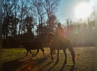 Fries paard, Merrie, 15 Jaar, 163 cm
