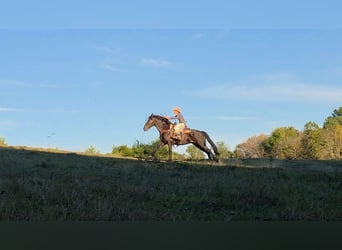 Fries paard, Merrie, 15 Jaar, 163 cm
