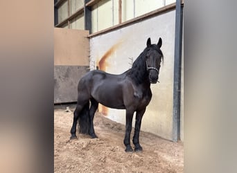 Fries paard, Merrie, 15 Jaar, 163 cm, Zwart