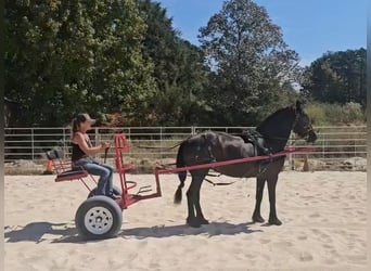 Fries paard, Merrie, 15 Jaar, 163 cm, Zwart