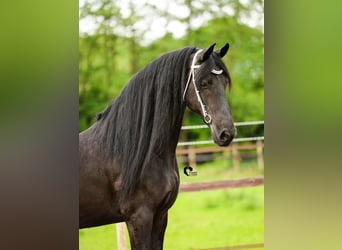 Fries paard, Merrie, 15 Jaar, 164 cm