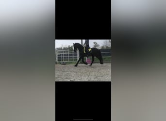 Fries paard, Merrie, 15 Jaar, 165 cm, Zwart