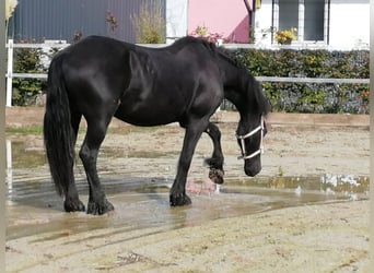 Fries paard, Merrie, 15 Jaar, 165 cm, Zwart