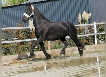 Fries paard, Merrie, 15 Jaar, 165 cm, Zwart