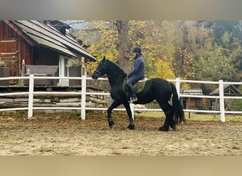 Fries paard, Merrie, 15 Jaar, 168 cm, Zwart