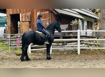 Fries paard, Merrie, 15 Jaar, 168 cm, Zwart