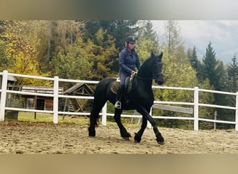 Fries paard, Merrie, 15 Jaar, 168 cm, Zwart