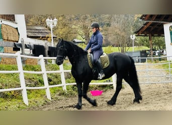 Fries paard, Merrie, 15 Jaar, 168 cm, Zwart