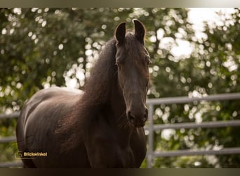 Fries paard, Merrie, 16 Jaar, 158 cm, Zwart