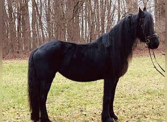 Fries paard, Merrie, 16 Jaar, 160 cm, Zwart