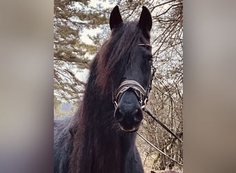 Fries paard, Merrie, 16 Jaar, 160 cm, Zwart