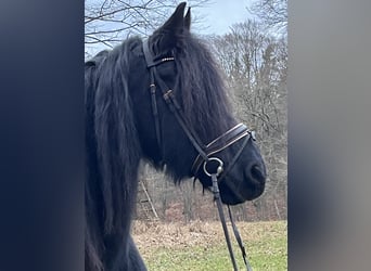 Fries paard, Merrie, 16 Jaar, 160 cm, Zwart