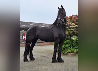 Fries paard, Merrie, 16 Jaar, 165 cm, Zwart
