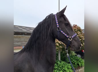 Fries paard, Merrie, 16 Jaar, 165 cm, Zwart