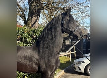 Fries paard, Merrie, 16 Jaar, 165 cm, Zwart