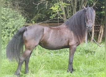 Fries paard, Merrie, 16 Jaar, 165 cm, Zwart