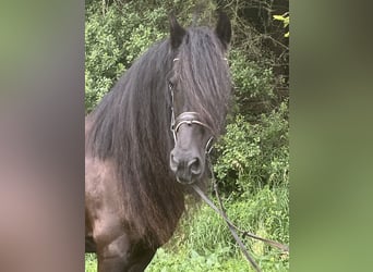 Fries paard, Merrie, 16 Jaar, 165 cm, Zwart