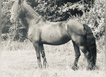 Fries paard, Merrie, 16 Jaar, 165 cm, Zwart