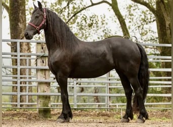 Fries paard, Merrie, 17 Jaar, 158 cm