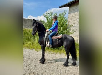 Fries paard, Merrie, 17 Jaar, 158 cm, Zwart