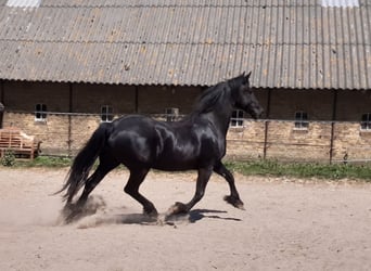 Fries paard, Merrie, 17 Jaar, 162 cm, Zwart